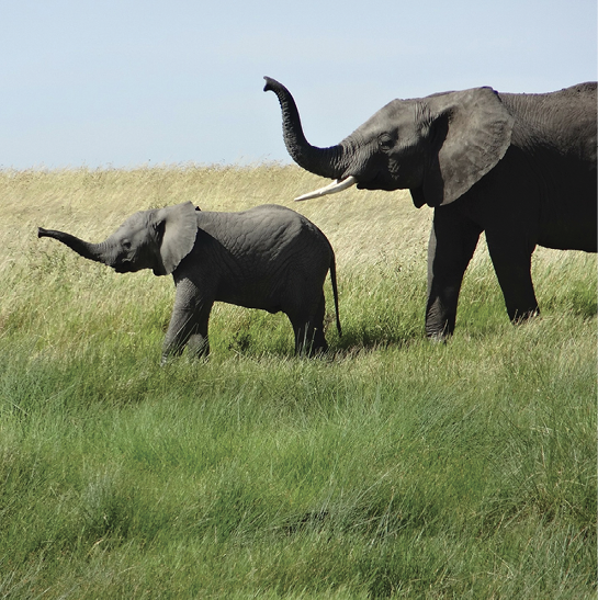 elephant