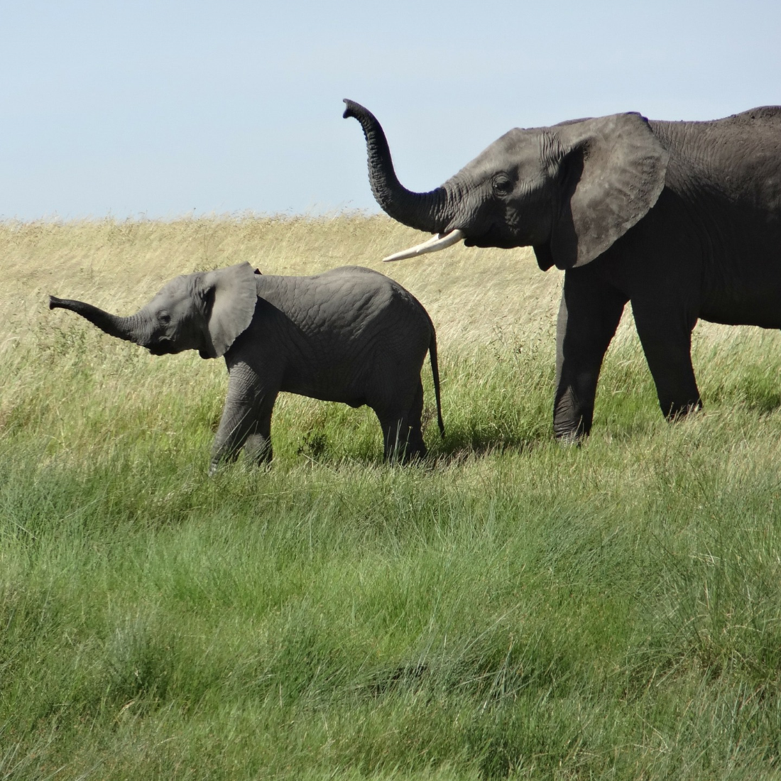 elephant