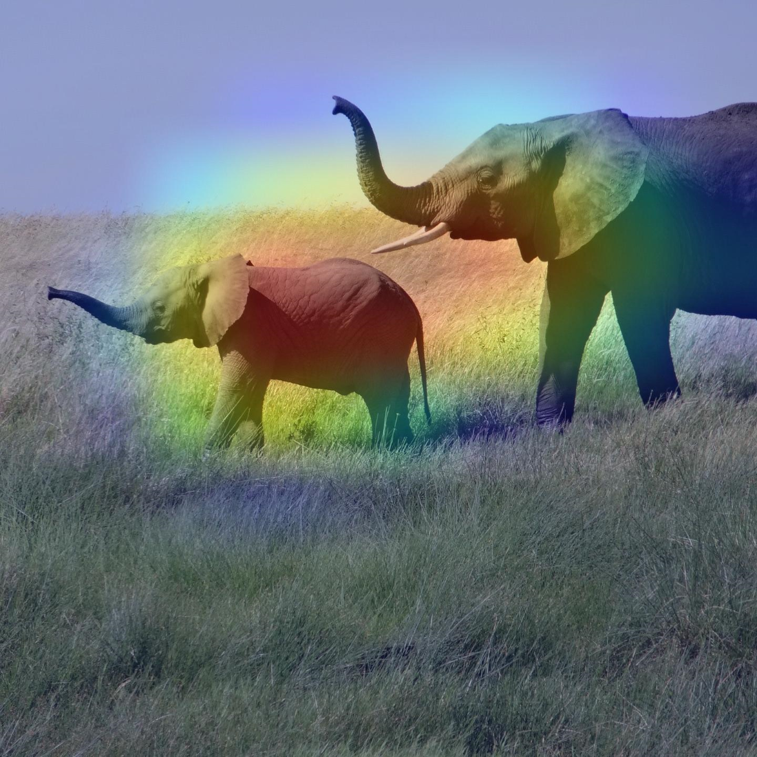 elephant cam
