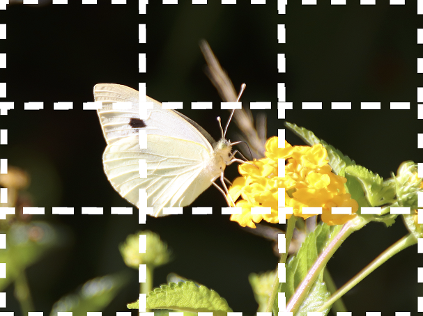 butterfly grid